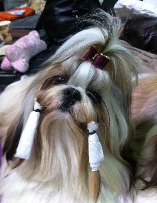 von Lao Tingri - International Dog Show Luxembourg