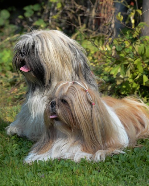 Les Shih Tzu et les Lhasa 2014