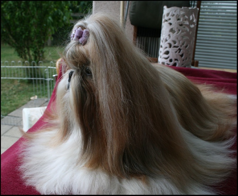 Anjou