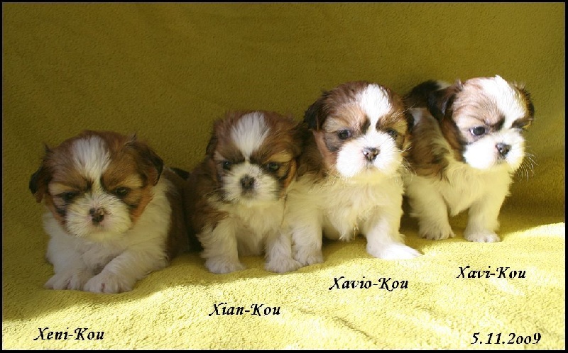 von Lao Tingri - Shih Tzu - Portée née le 01/10/2009