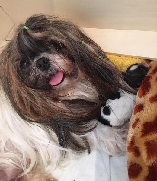 von Lao Tingri - Shih Tzu - Portée née le 21/07/2016
