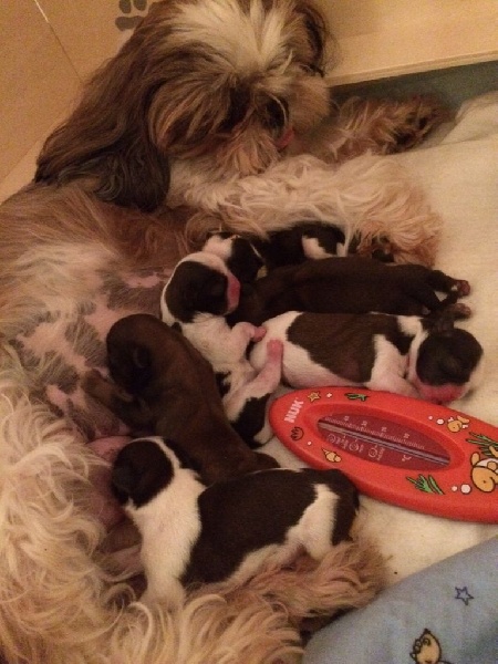 von Lao Tingri - Shih Tzu - Portée née le 20/05/2015