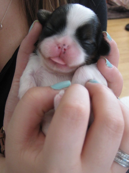 von Lao Tingri - Shih Tzu - Portée née le 06/06/2012