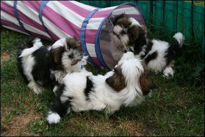 von Lao Tingri - Shih Tzu - Portée née le 11/05/2010