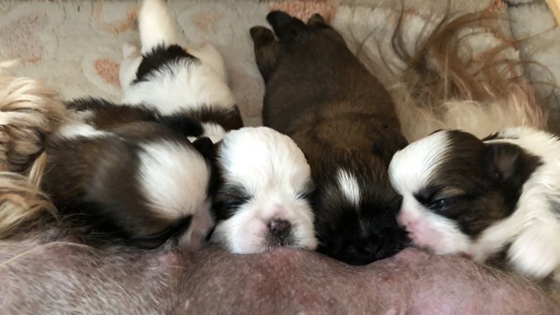 Chiot Shih Tzu von Lao Tingri