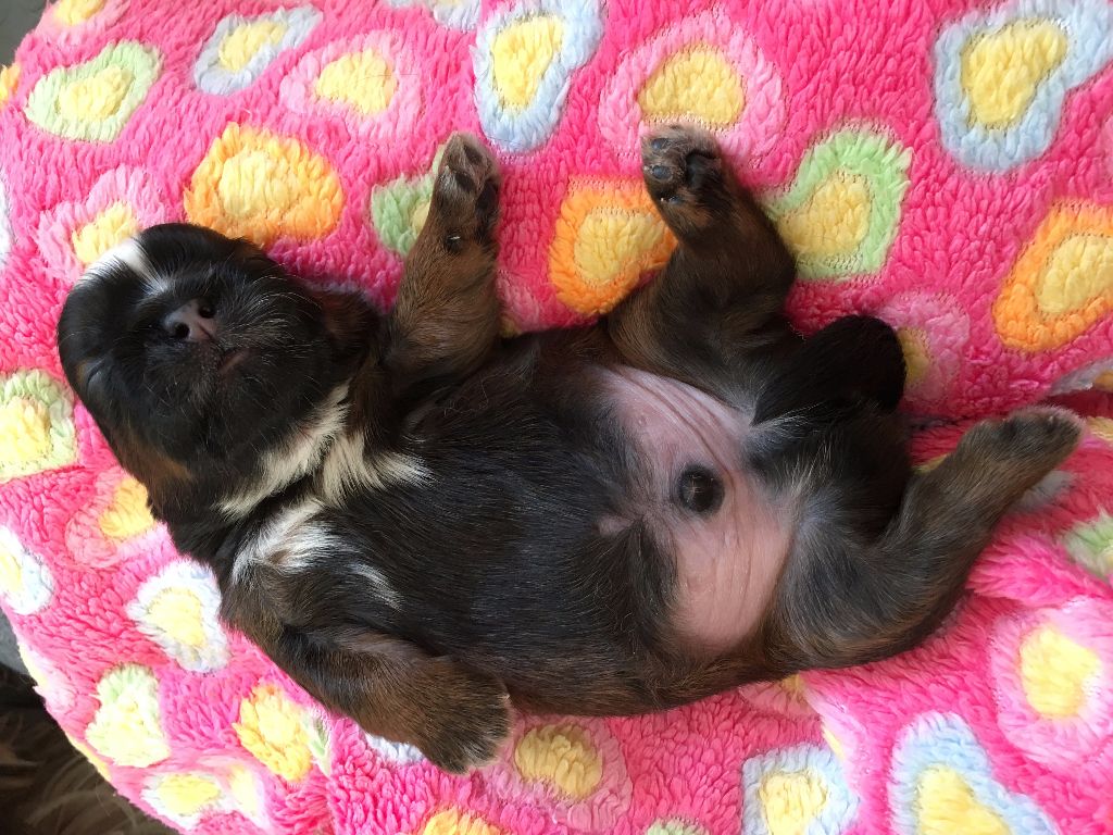 von Lao Tingri - Shih Tzu - Portée née le 09/05/2017