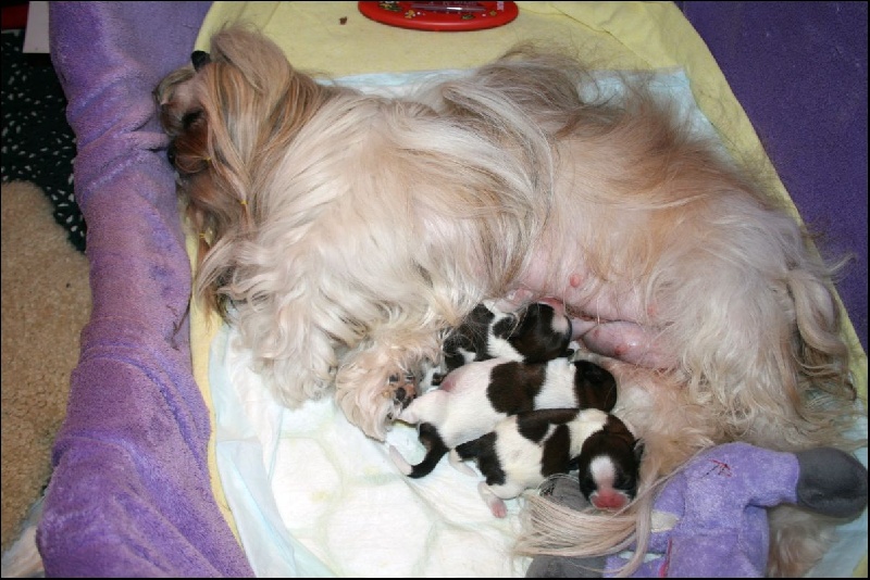 von Lao Tingri - Shih Tzu - Portée née le 09/11/2010