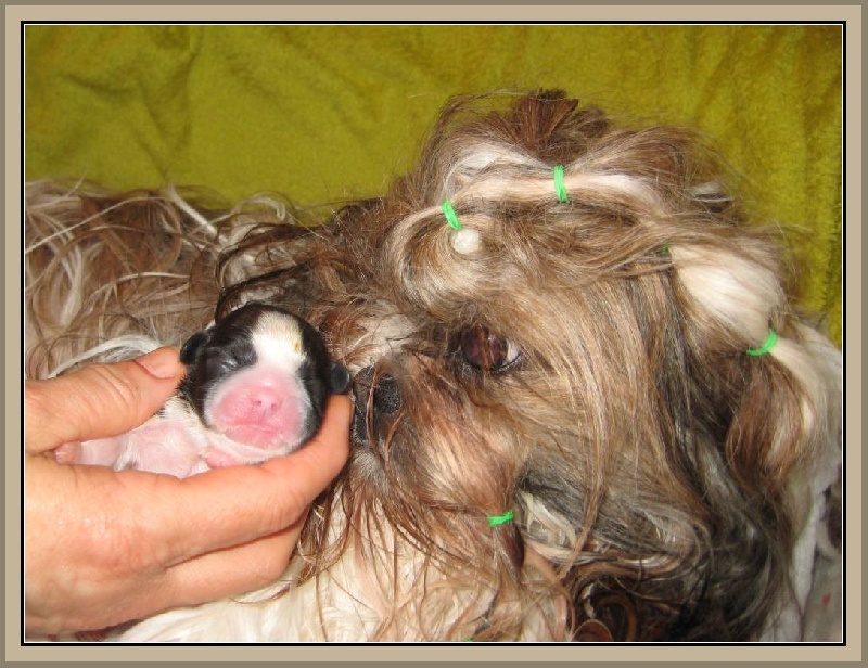 von Lao Tingri - Shih Tzu - Portée née le 11/05/2013