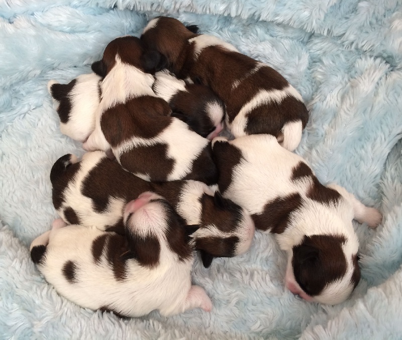 von Lao Tingri - Shih Tzu - Portée née le 04/02/2014