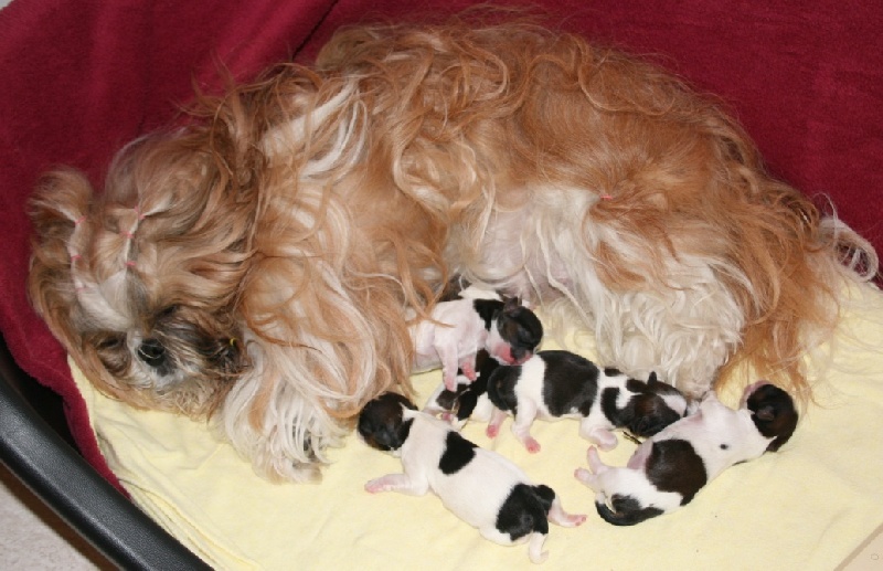 von Lao Tingri - Shih Tzu - Portée née le 12/07/2008